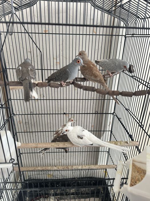 Vand turturele diamant cu coliva mare