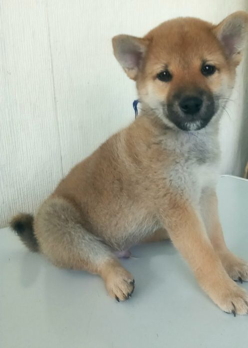 Готовы к продаже щенки сиба ину