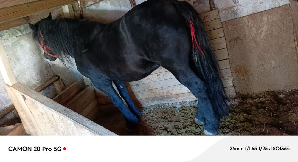 Cal  mare   bun și frumos