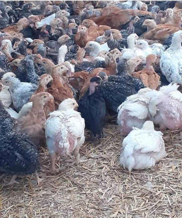 Ferma pui rasa mixta pui alb