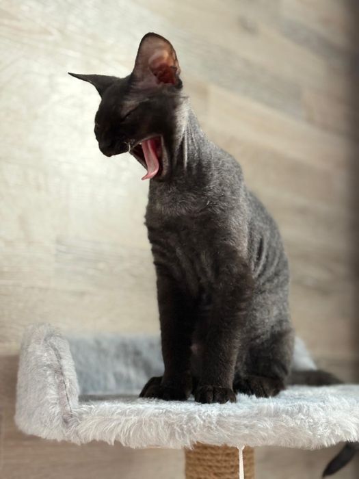 Котенок Сфинкс (браш)