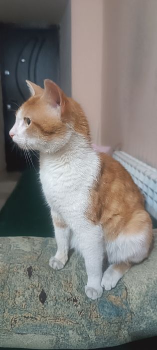 Рыжий красавчик ищет дом