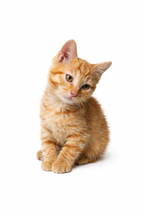 Котята (малые - милые) 1 месяц