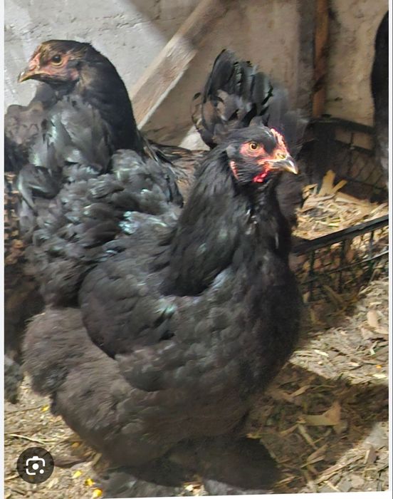 Яйцо брама инкубационный