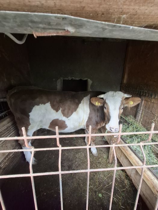 Vând vitea are 2 ani