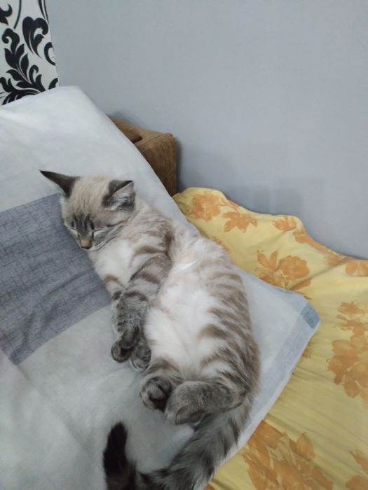 Отдам котенка даром