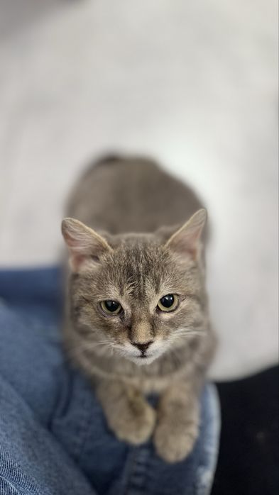 Отдам котят мышеловов