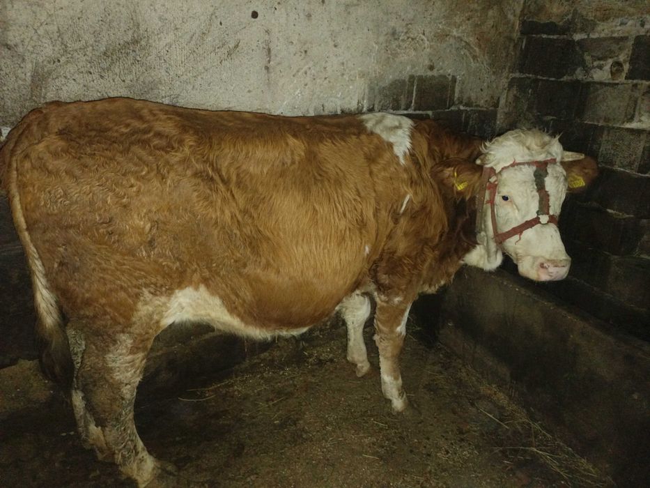 Juninca Bălțata românească