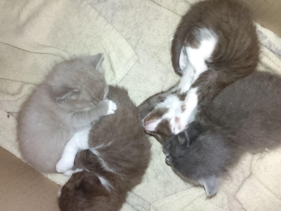 Отдам котят в добрые руки