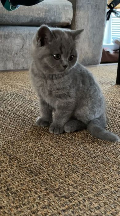 British shorthair mascul.
