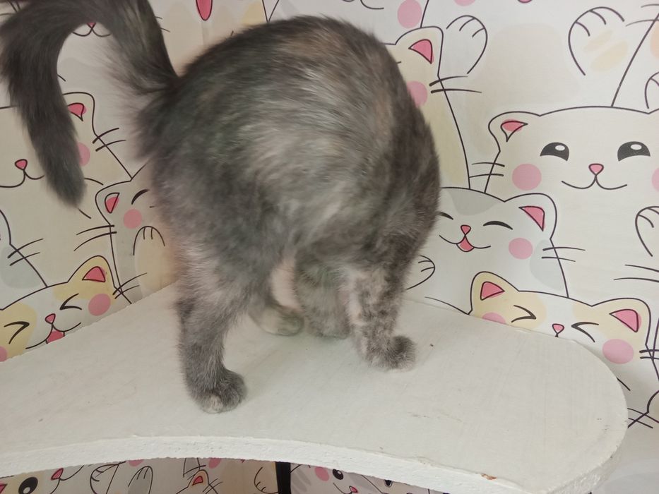 Вислоухтй котенок