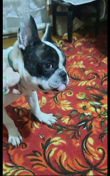 Домашняя передержка