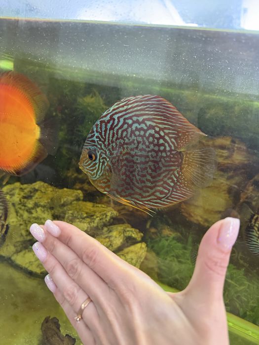 Продам аквариум с рыбками