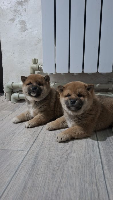 Продам щенков Сиба-ину мальчики )