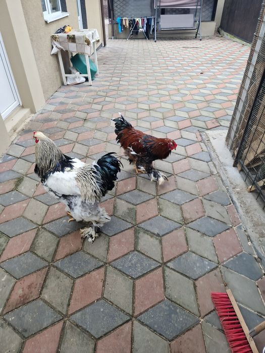 Vând Cocoșii Brahman