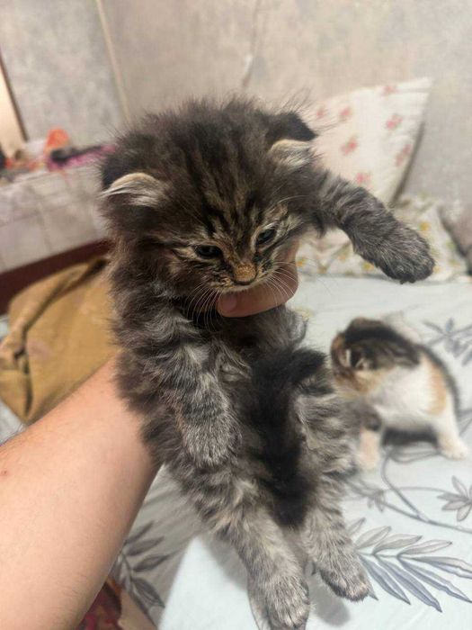 Отдам даром котят, в хорошие руки, вислоухие (британцы)