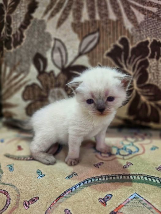 Продам котят скоттиш-страйт