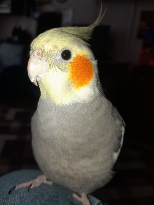 Продам попугая кореллу