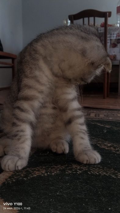 Котёнок шатланский