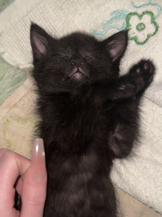 Котенок 1 месячный девочка