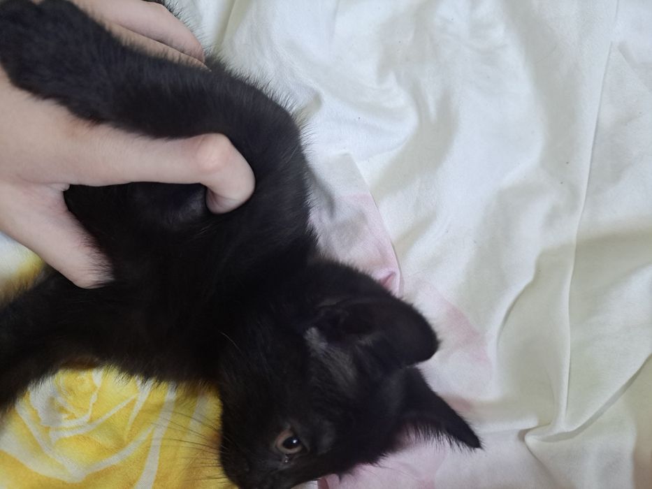 Чёрный катёнок, мальчик =)