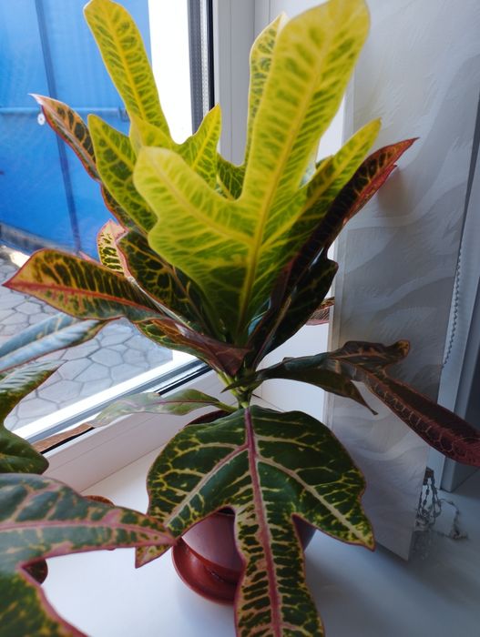 Продам  молодой кротон