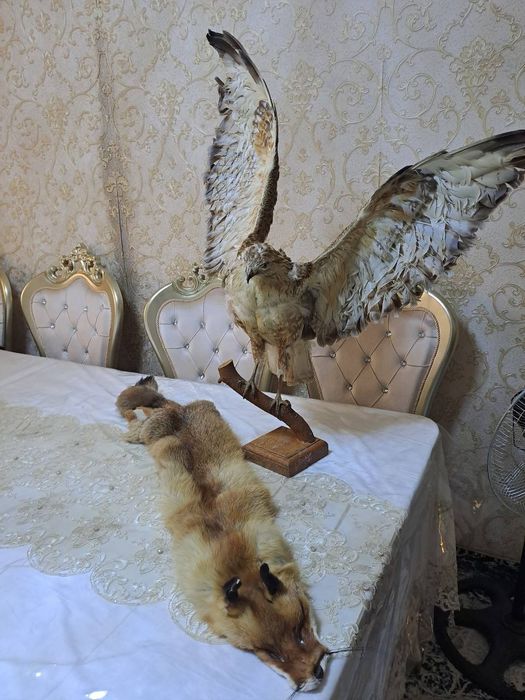 Qotirilgan burgut va tulki terisidan toqilgan moyna