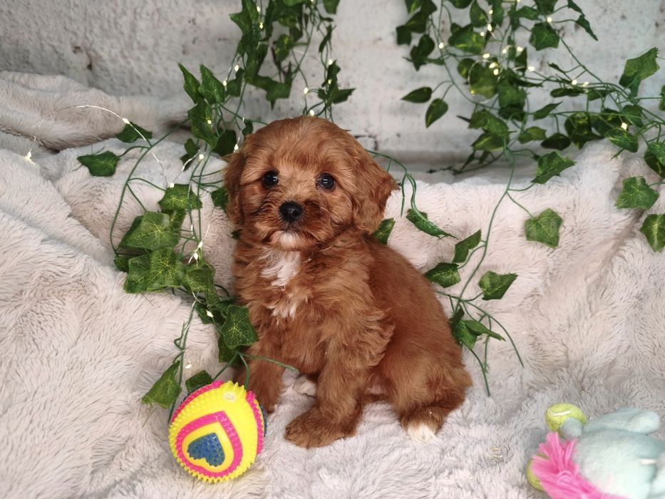 Vand baietel Cavapoo f1 rosu