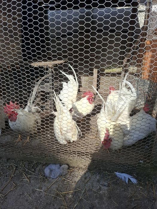 Cocoșei rasa cheabo