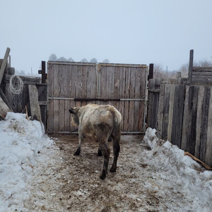 Продам бычка годовалый