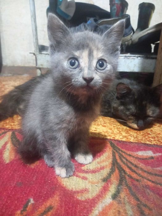 Отдам котят в добрые руки