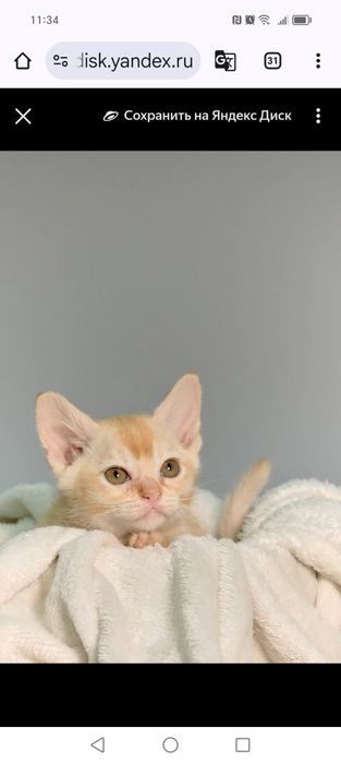 Котята европейской бурмы