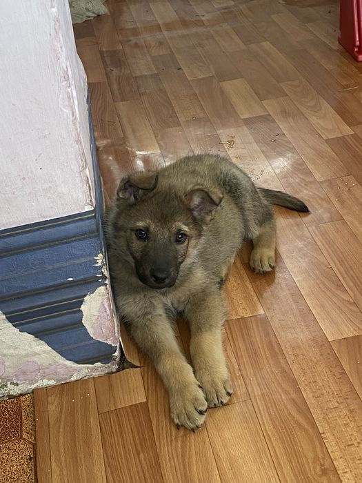 Отдам в добрые руки щенков