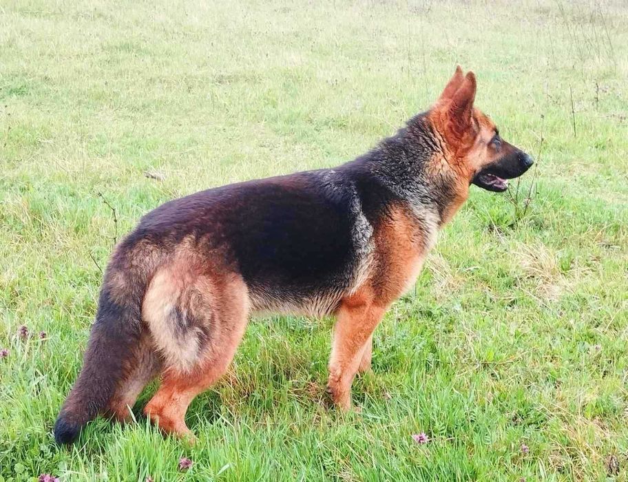 Продавам немска овчарка