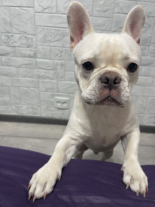 Прдается французский бульдог!