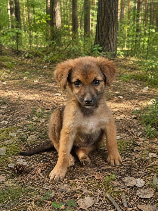 Звонкий щенок 2 мес