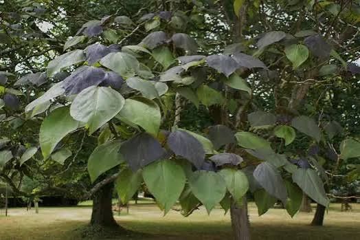 Catalpa Purpea .