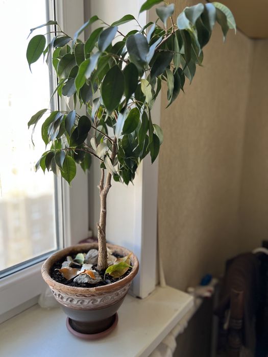 Фикус Бенджамина