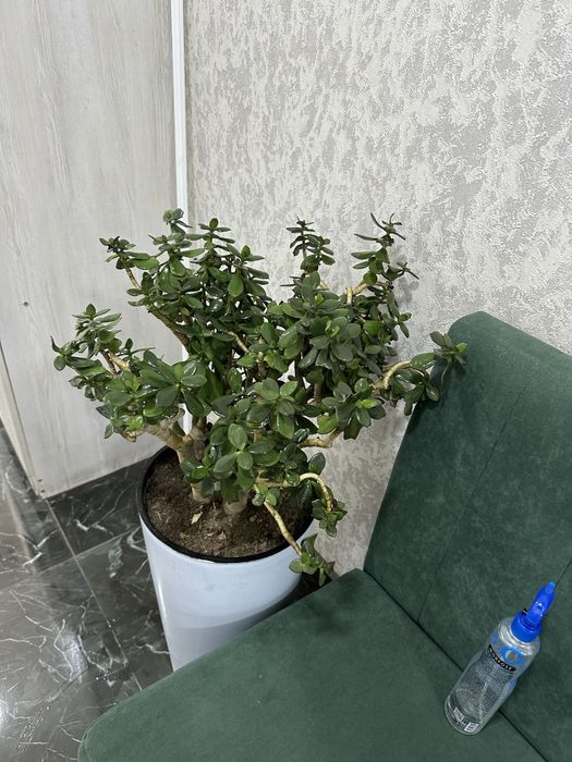 Цветы,Gullar pod ofis