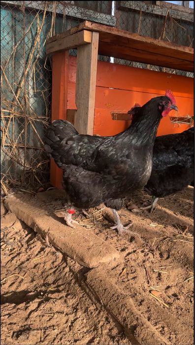 Джерсийский гигант