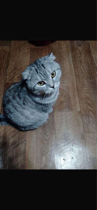 Продам котят британцы