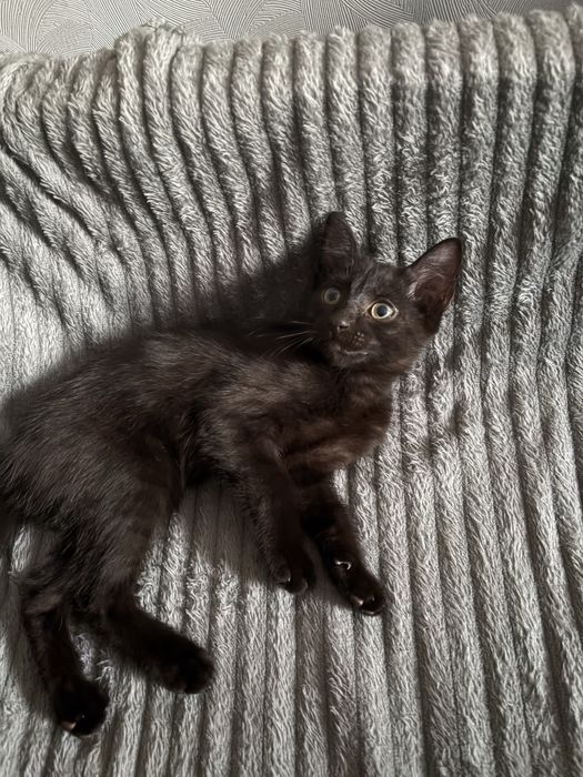 Отдам котят в хорошие руки