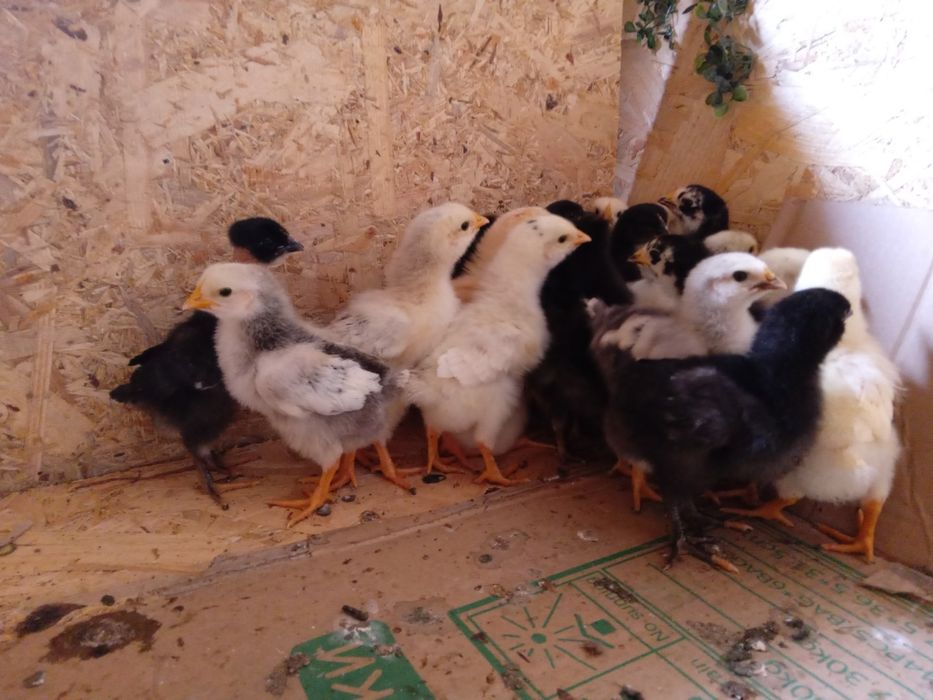 Продаю цыплят 18дней