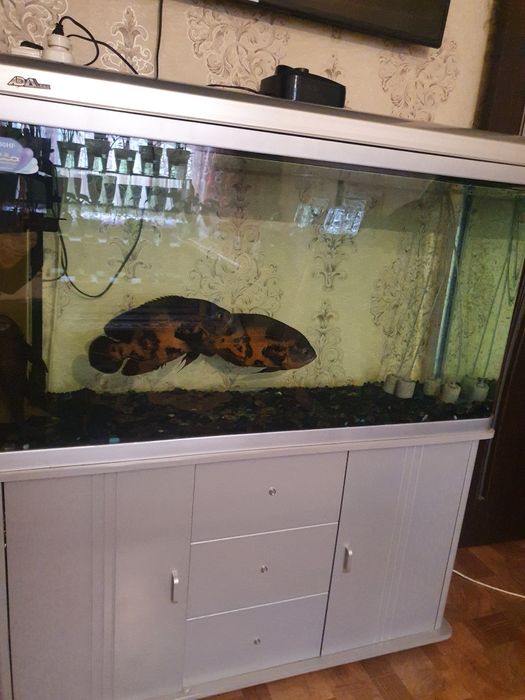 Аквариум заводской