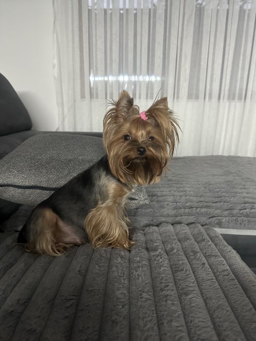 Две женски мини йоркита