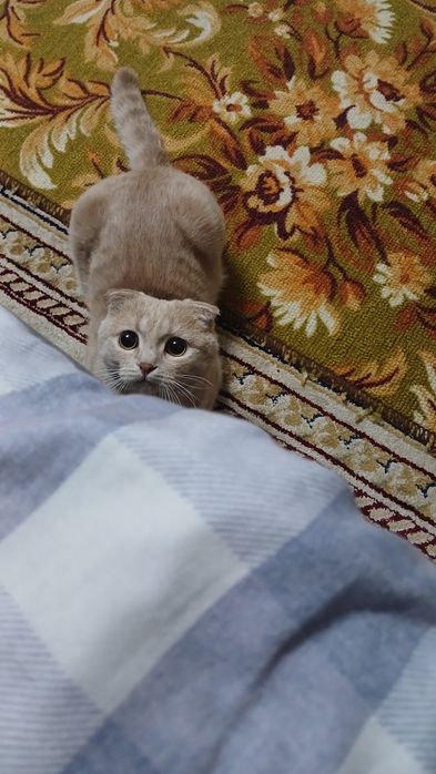Отдам кота бесплатно