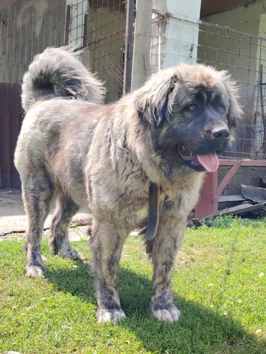 Pui Ciobanesc Caucazian crescuți la curte