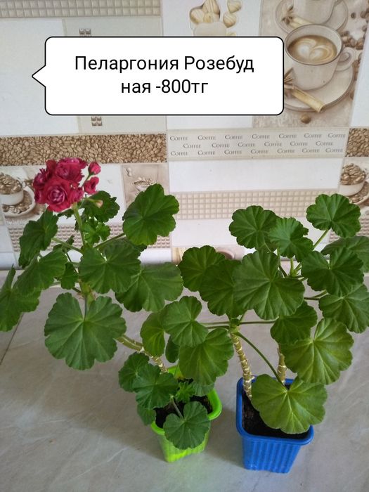 Продам Королевскую Пеларгонию