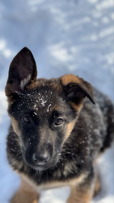 Щенки немецкой овчарки
