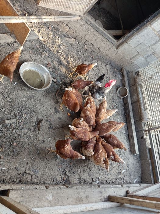 Продам курицы домашние